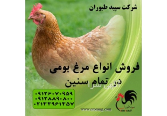 فروش مرغ بومی ۵ ماهه طیور در تهران قیمت مرغ 5 ماهه مرغ بومی 5 ماهه