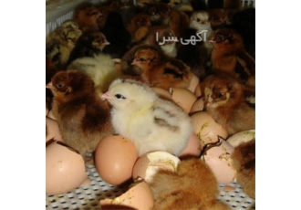 فروش ویژه جوجه یکروزه گلپایگان جوجه محلی و خروس در تهران ✅ جوجه