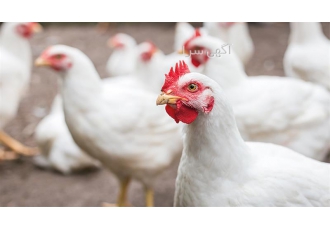 خریدار مرغ گوشتی و قیمت روز مرغ زنده در نور خریدار مرغ گوشتی و قیمت روز