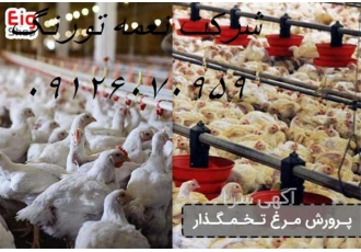 صفر تا صد پرورش مرغ تخمگذار نغمه تورنگ طیور در تهران پرورش مرغ بومی