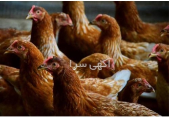 فروش نیمچه مرغ 2 ماهه بومی گلپایگان