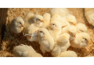 جوجه یک روزه گوشتی با قیمت عالی و مناسب برای صادرات در نور شرکت ما فروش