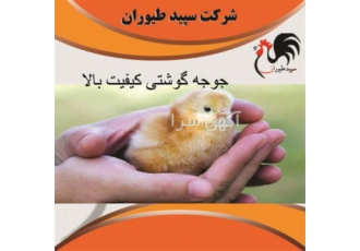 فروش جوجه مرغ گوشتی باکیفیت بالا ، طیور