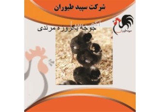 قیمت جوجه مرغ جهادی یک روزه ، طیور