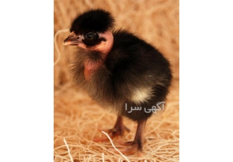 فروش جوجه یک روزه گردن لخت در نور فروش جوجه یک روزه گردن لخت مازندرانی