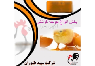 فروش جوجه گوشتی ، فروش عمده جوجه یک روزه طیور