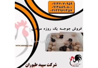 فروش جوجه مرندی با وزن عالی و واکسن خورده طیور در تهران فروش جوجه