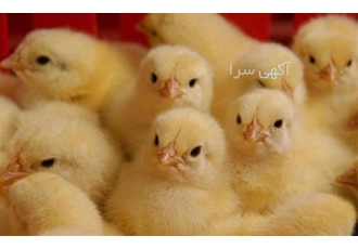 جوجه گوشتی یک روزه بهترین کیفیت - طیور