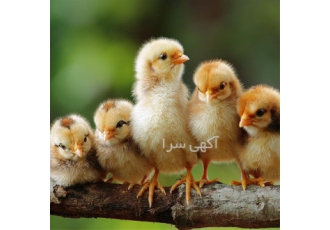 خرید جوجه خروس گوشتی یک روزه با کیفیت بالا در سراسر کشور