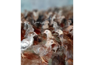 فروش مرغ بومی ۱ روزه جوجه محلی یک روزه در نور فروش مرغ بومی 1 روزه جوجه