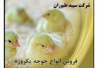 فروش مرغ گوشتی - فروش جوجه راس - طیور