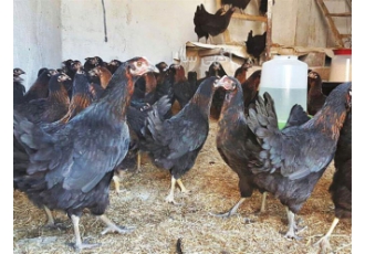 فروش نیمچه مرغ مشکی واکسن شده در نور فروش نیمچه مرغ مشکی واکسن شده فروش