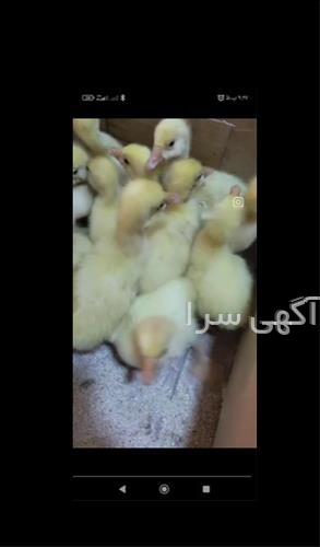 خدمات مشتریان افغان بیسیم