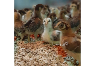 خرید جوجه یک روزه گلپایگانی اصلاح نژاد شده و محلی در نور خرید جوجه یک