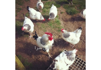 فروش جوجه مرغ بومی ، فروش مرغ آماده به تخم