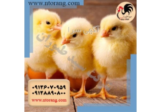 فروش جوجه مرغ گوشتی یک روزه فروش جوجه در تهران فروش جوجه مرغ گوشتی یک
