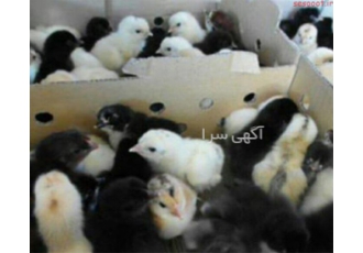 جوجه مرغ بومی یک روزه و 45 روزه