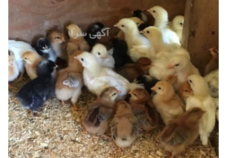 فروش جوجه یک روزه بومی درجه یک بدون حذفی در نور فروش جوجه یک روزه بومی