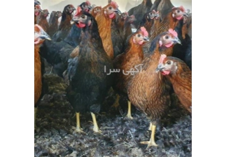فروش جوجه مرغ سه ماهه اصلاح نژاد شده محلی در نور فروش جوجه مرغ سه ماهه