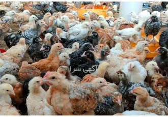 فروش ویژه جوجه‌های مرغ و محلی ۴۰ روزه با بهترین کیفیت و قیمت در نور اگر
