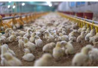 خرید و فروش جوجه آرین راس کاپ با قیمت خوب در نور خرید و فروش جوجه آرین