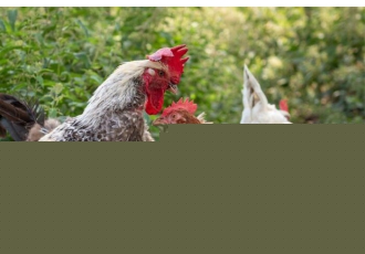فروش مرغ و خروس محلی اصل درجه یک با قیمت خوب