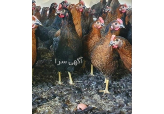 فروش مرغ ۱۲۰ روزه محلی پر تولید در نور معمولا نیمچه مرغ 120 روزه از نظر