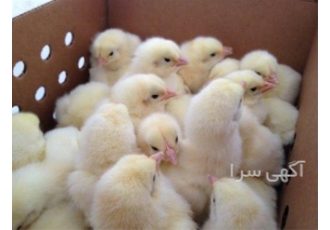 فروش جوجه یک روزه گوشتی پلاس راس آرین در نور فروش جوجه گوشتی راس