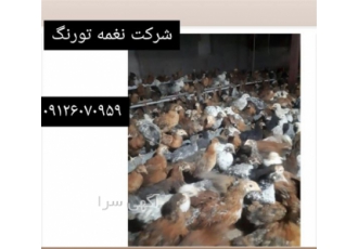 فروش و توزیع جوجه و مرغ محلی عمده و خرده فروش و توزیع جوجه و مرغ محلی عمده و خرده