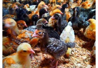 خرید جوجه ۲۵ روزه محلی جوجه ۲۵ روزه دورگه در نور خرید جوجه 25 روزه