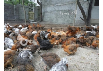 فروش جوجه مرغ و خروس یک روزه اصلاح شده و نیمچه