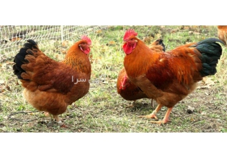 فروش خروس محلی بالغ در نور فروش خروس بومی با نژادهای مختلف و در سنین