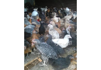 فروش نیمچه ۱۱۰ روزه اصلاح نژاد شده تخمگذار در نور فروش نیمچه 110 روزه