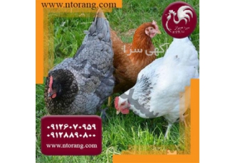 جوجه مرغ بومی اصلاح شده جوجه مرغ صنعتی طیور در تهران جوجه مرغ بومی