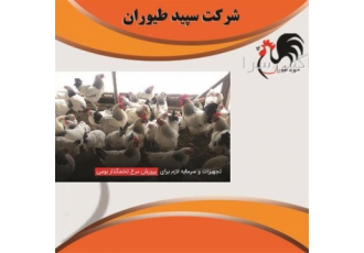 فروش جوجه 30 روزه مرغ تخمگذار ، طیور