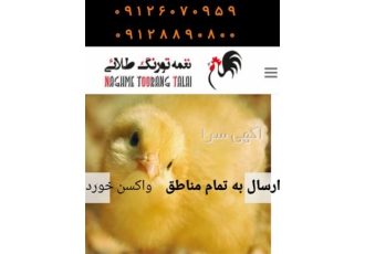 قیمت جوجه گوشتی در تهران قیمت جوجه گوشتی پلاس قیمت جوجه گوشتی قیمت جوجه