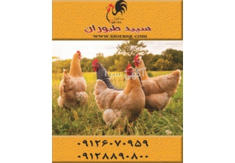 فروش مرغ تخمگذار محلی قیمت مرغ تخمگذار محلی طیور در تهران فروش مرغ