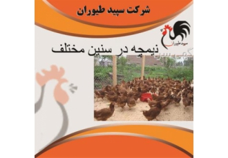 قیمت نیمچه 3ماهه -قیمت نیمچه مرغ محلی - طیور