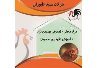 عرضه مرغ محلی با کیفیت و قیمت مناسب