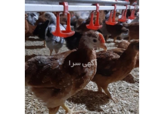فروش جوجه مرغ 90 روزه اصلاح شده تخم گذار