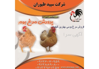 فروش جوجه مرغ بومی با ارزان ترین قیمت طیور در تهران فروش جوجه مرغ بومی