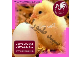 قیمت جوجه یک روزه گوشتی فروش به قیمت تولیدی در تهران قیمت جوجه یک