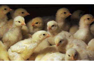 قیمت جوجه گوشتی واکسینه طیور در تهران قیمت جوجه گوشتی جوجه ها تحت نظر