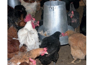 فروش مرغ و خروس خانگی با قیمت خوب در نور فروش مرغ و خروس خانگی با قیمت