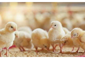 فروش جوجه یک روزه گوشتی تضمینی طیور در تهران فروش جوجه گوشتی ارسال