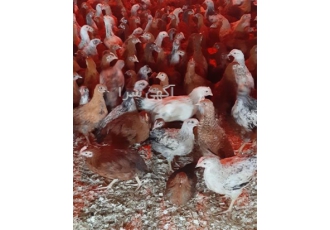 قیمت جوجه مرغ ۲ ماهه و جوجه خروس دوماهه در نور قیمت جوجه مرغ 2 ماهه
