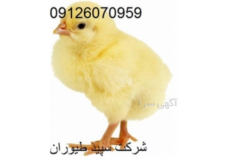 قیمت فروش مستقیم جوجه یک روزه گوشتی - طیور