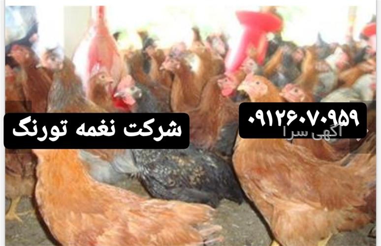 آگهی های کشاورزی و دامداری - رویان