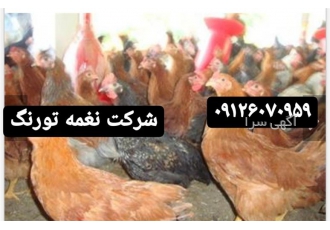 فروش جوجه گلپایگان فروش جوجه چهار ۴ ماهه دورگه در تهران فروش جوجه