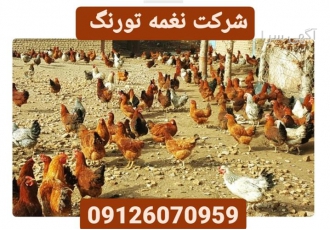 قیمت مرغ تخم گذار لوهمن قهوه ای فروش مرغ تخم گذار در تهران قیمت مرغ